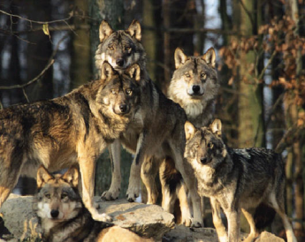 Wildtierpark Bad Mergentheim