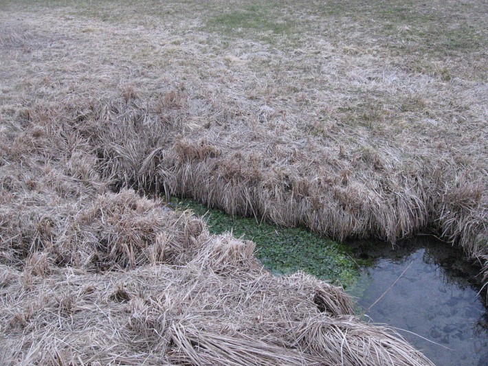 Mit Brunnenkresse bewachsener Quelltopf