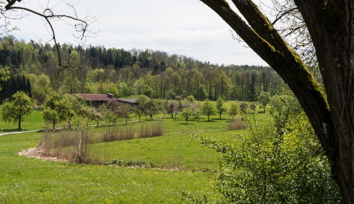 Der Goldbach kurz nach dem Abfluss aus dem Rößlesmahdsee