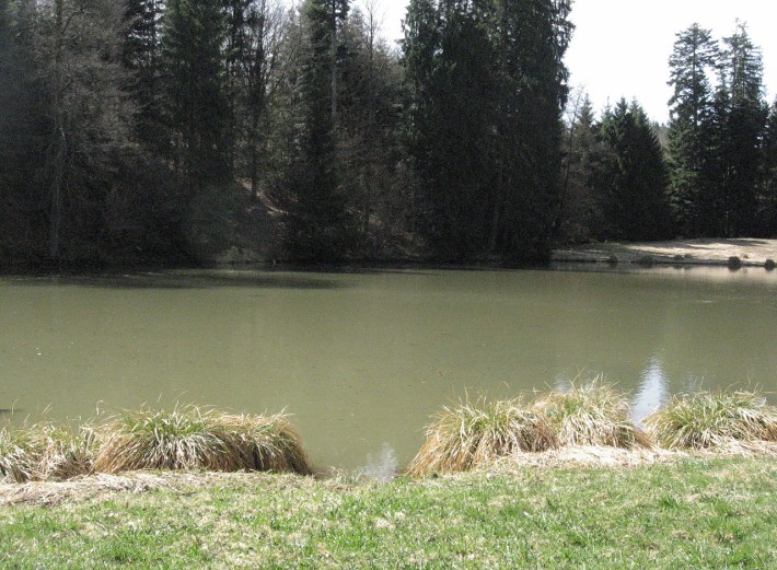 Der Hambacher Mühlenweiher