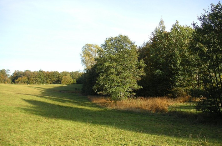 Quellgebiet bei Hirrweiler (Naturschutzgebiet Enzwiese)