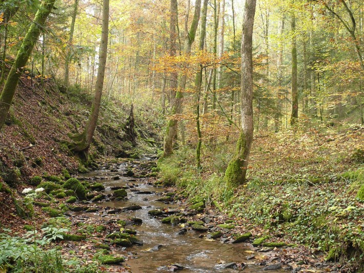 Rauhenzainbach bei Fichtenberg