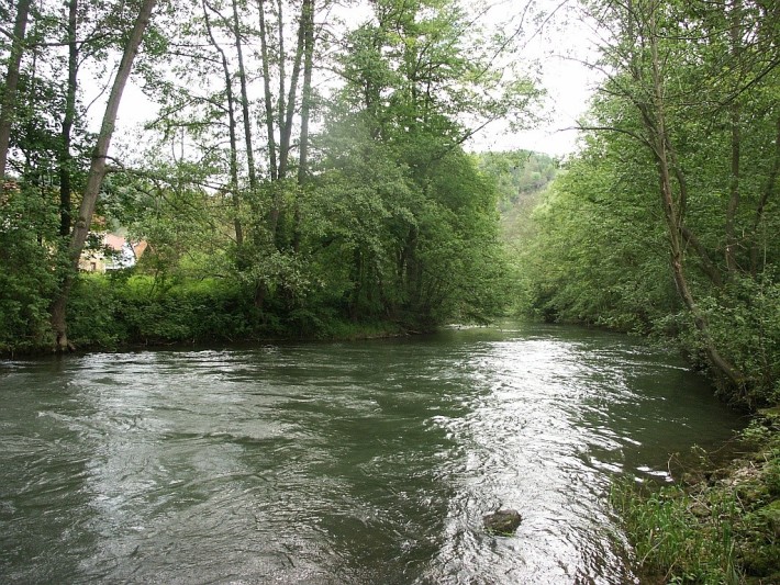 Tauber bei Waldenhausen