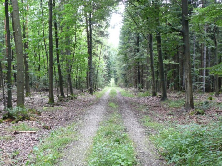 Waldweg im Virngrund