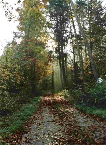 Wald im Herbst