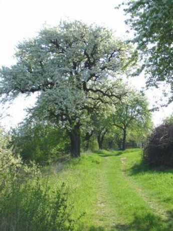 Streuobstlehrpfad Richen