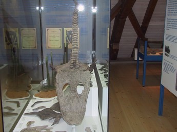 Fossilien im Muschelkalkmuseum