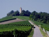 leingarten_weinberge_heuchelberg