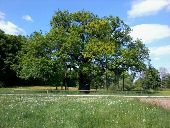 Naturdenkmal Breite Eiche bei Gottwollshausen